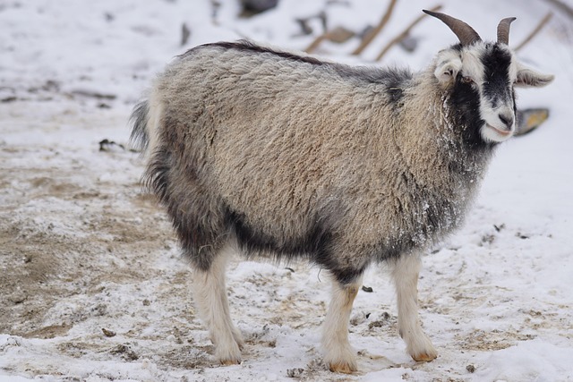 Bæredygtighed i fokus: Cashmere garnets miljømæssige rejse